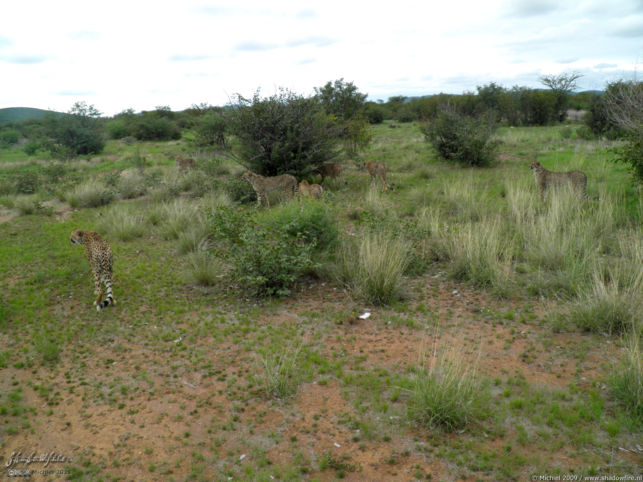 cheetah, Cheetah Park, Namibia, Africa 2011,travel, photography