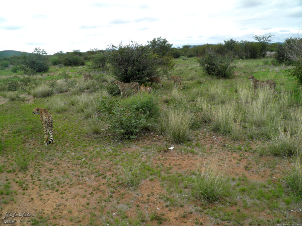 cheetah, Cheetah Park, Namibia, Africa 2011,travel, photography