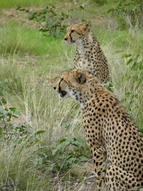 cheetah, Cheetah Park, Namibia, Africa 2011,travel, photography,favorites