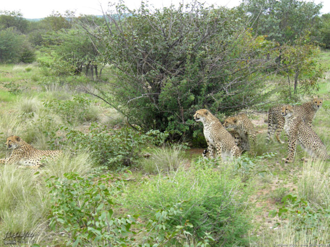 cheetah, Cheetah Park, Namibia, Africa 2011,travel, photography