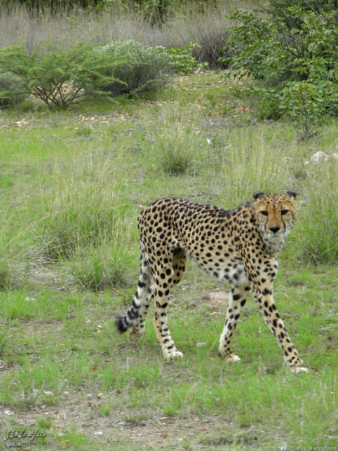 cheetah, Cheetah Park, Namibia, Africa 2011,travel, photography