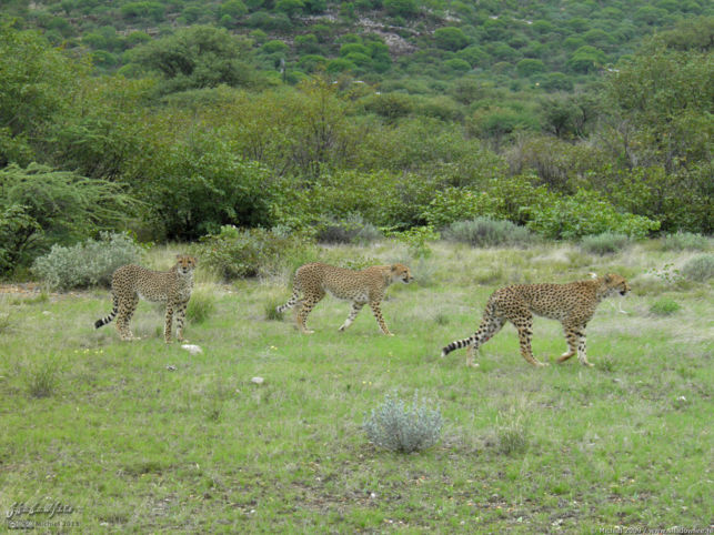 cheetah, Cheetah Park, Namibia, Africa 2011,travel, photography