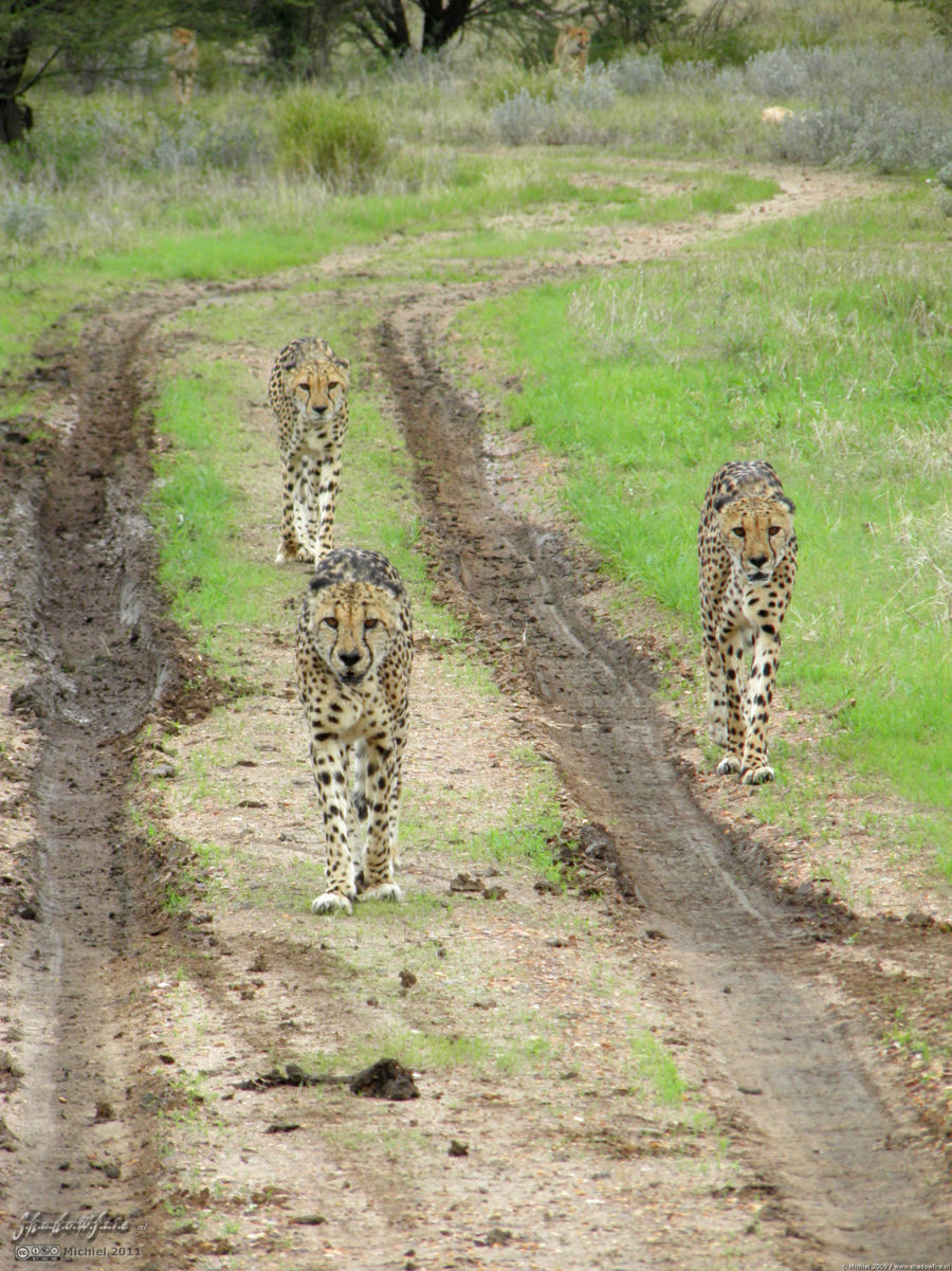 cheetah, Cheetah Park, Namibia, Africa 2011,travel, photography,favorites