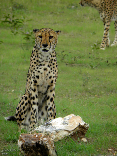 cheetah, Cheetah Park, Namibia, Africa 2011,travel, photography,favorites