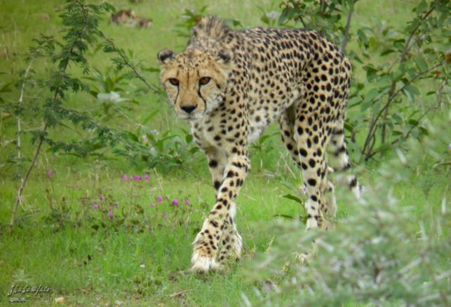 cheetah, Cheetah Park, Namibia, Africa 2011,travel, photography,favorites