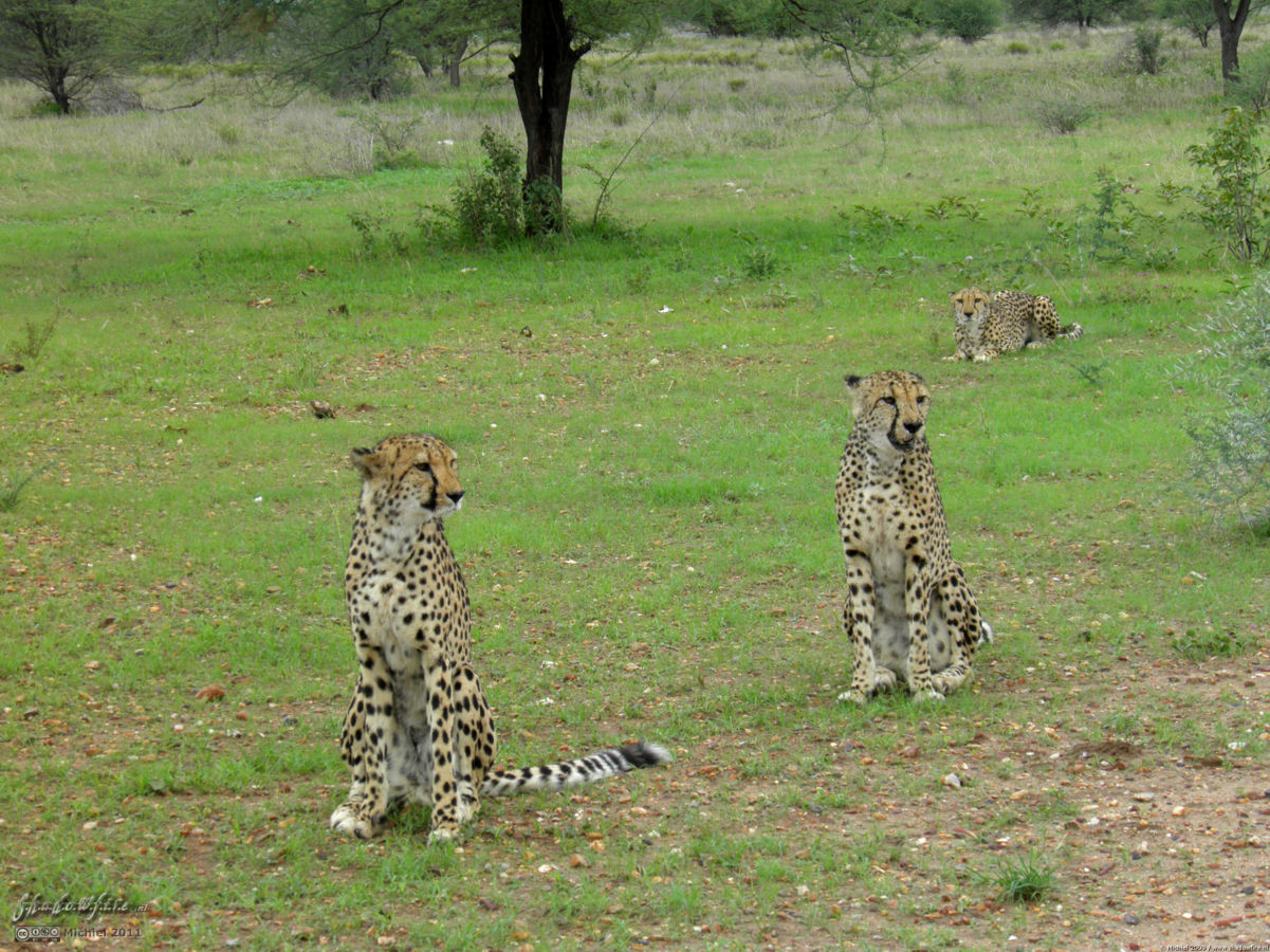 cheetah, Cheetah Park, Namibia, Africa 2011,travel, photography