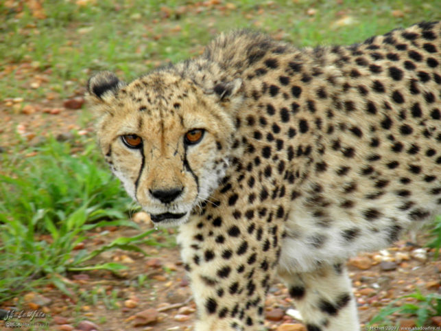 cheetah, Cheetah Park, Namibia, Africa 2011,travel, photography,favorites