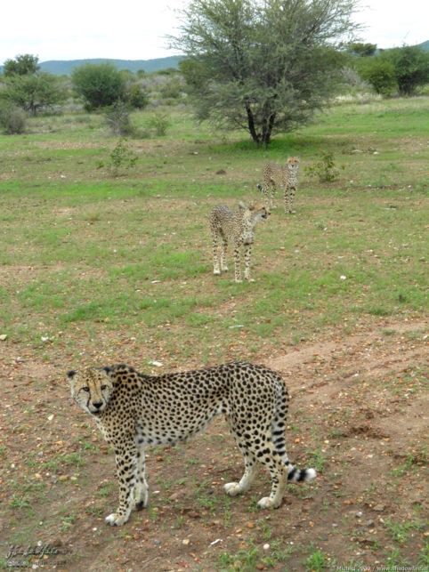 cheetah, Cheetah Park, Namibia, Africa 2011,travel, photography