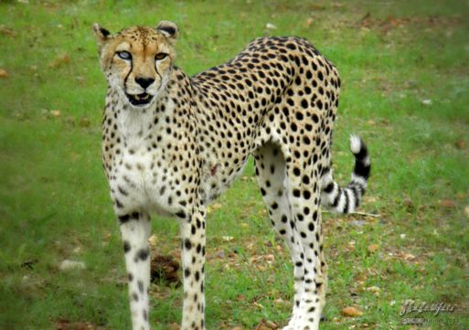 cheetah, Cheetah Park, Namibia, Africa 2011,travel, photography,favorites