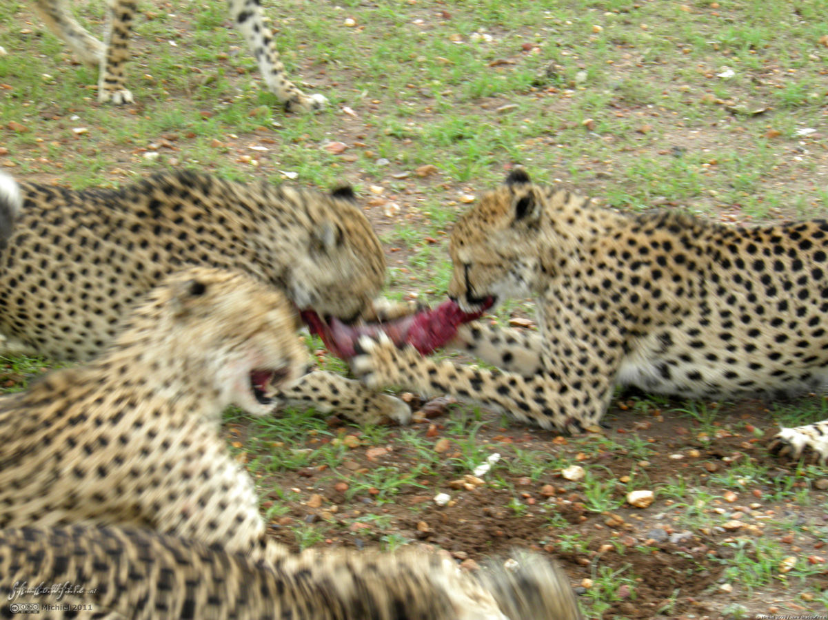 cheetah, Cheetah Park, Namibia, Africa 2011,travel, photography