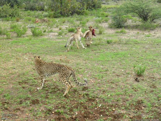 cheetah, Cheetah Park, Namibia, Africa 2011,travel, photography