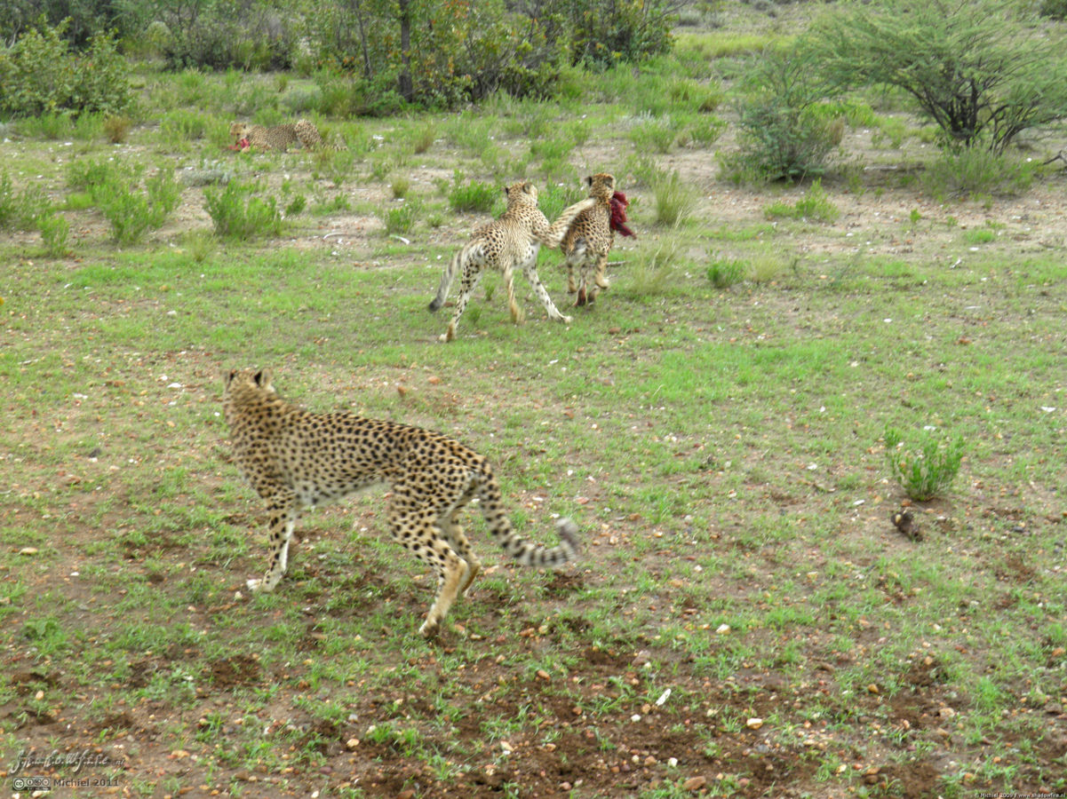 cheetah, Cheetah Park, Namibia, Africa 2011,travel, photography