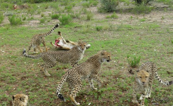 cheetah, Cheetah Park, Namibia, Africa 2011,travel, photography,favorites