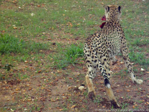 cheetah, Cheetah Park, Namibia, Africa 2011,travel, photography,favorites