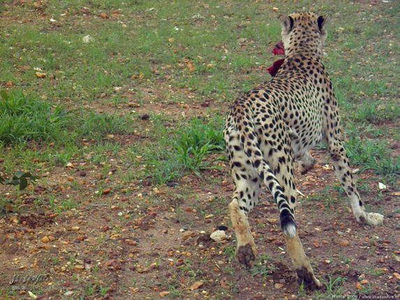 cheetah, Cheetah Park, Namibia, Africa 2011,travel, photography,favorites