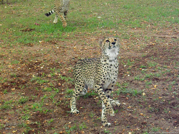 cheetah, Cheetah Park, Namibia, Africa 2011,travel, photography