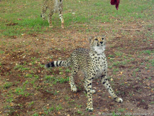 cheetah, Cheetah Park, Namibia, Africa 2011,travel, photography