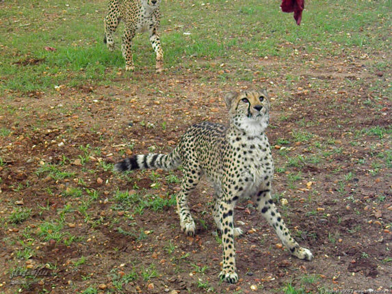 cheetah, Cheetah Park, Namibia, Africa 2011,travel, photography