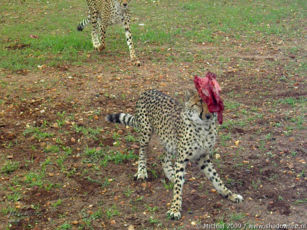 cheetah, Cheetah Park, Namibia, Africa 2011,travel, photography