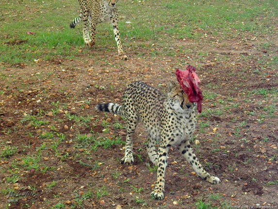 cheetah, Cheetah Park, Namibia, Africa 2011,travel, photography