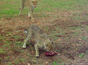 cheetah, Cheetah Park, Namibia, Africa 2011,travel, photography