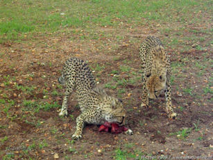 cheetah, Cheetah Park, Namibia, Africa 2011,travel, photography