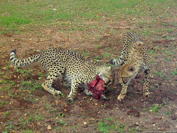 cheetah, Cheetah Park, Namibia, Africa 2011,travel, photography,favorites