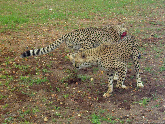 cheetah, Cheetah Park, Namibia, Africa 2011,travel, photography