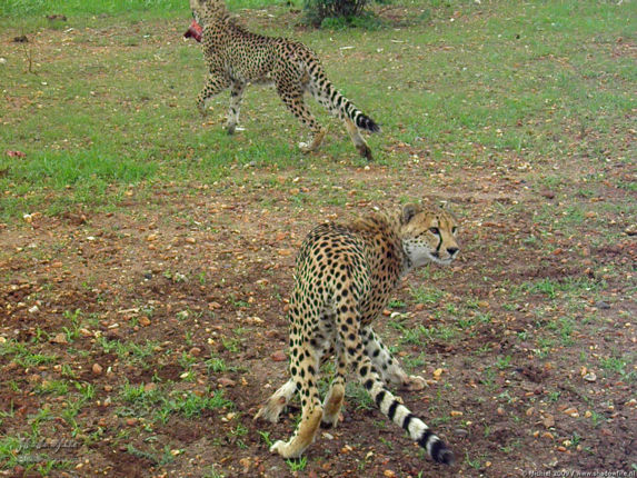 cheetah, Cheetah Park, Namibia, Africa 2011,travel, photography,favorites