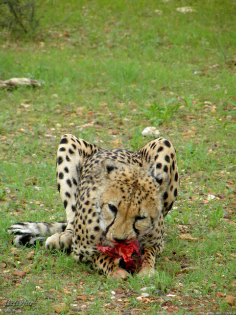 cheetah, Cheetah Park, Namibia, Africa 2011,travel, photography,favorites