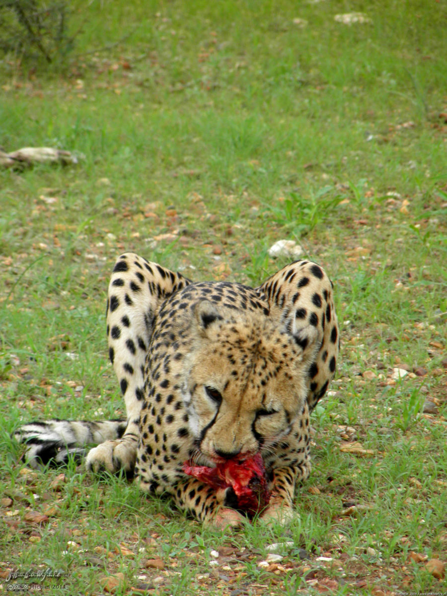 cheetah, Cheetah Park, Namibia, Africa 2011,travel, photography,favorites