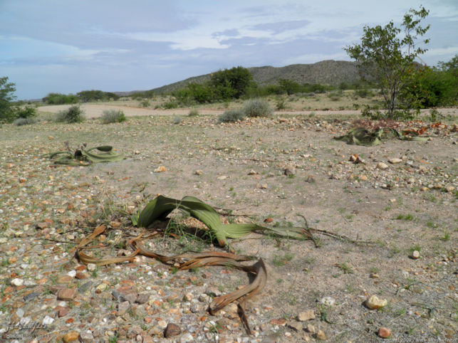 Welwitschia, Namib Desert, Namibia, Africa 2011,travel, photography,favorites