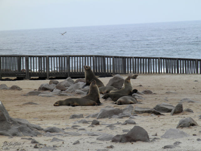 seal, Cape Cross, Skeleton Coast, Namibia, Africa 2011,travel, photography