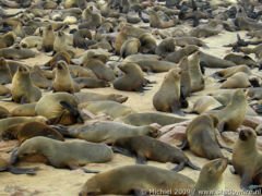 seal, Cape Cross, Skeleton Coast, Namibia, Africa 2011,travel, photography