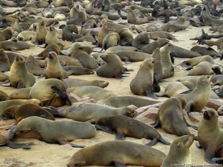 seal, Cape Cross, Skeleton Coast, Namibia, Africa 2011,travel, photography