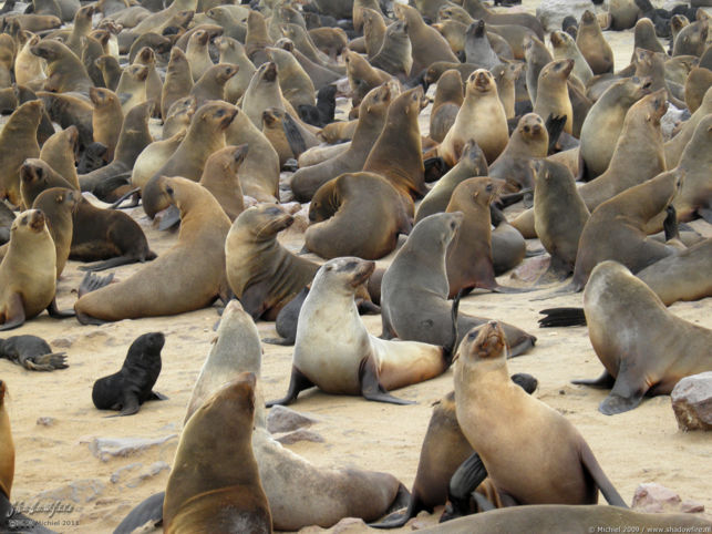 seal, Cape Cross, Skeleton Coast, Namibia, Africa 2011,travel, photography,favorites