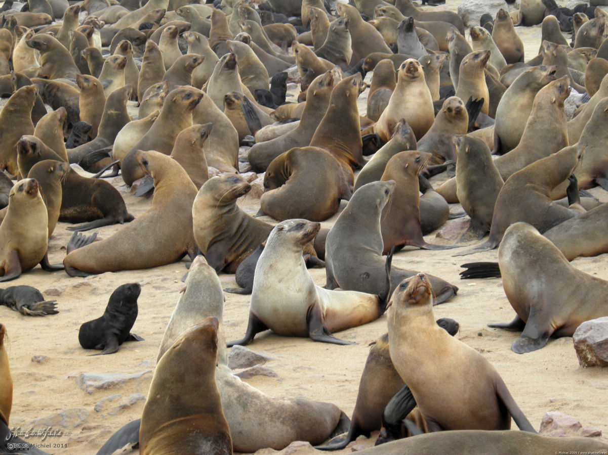 seal, Cape Cross, Skeleton Coast, Namibia, Africa 2011,travel, photography,favorites