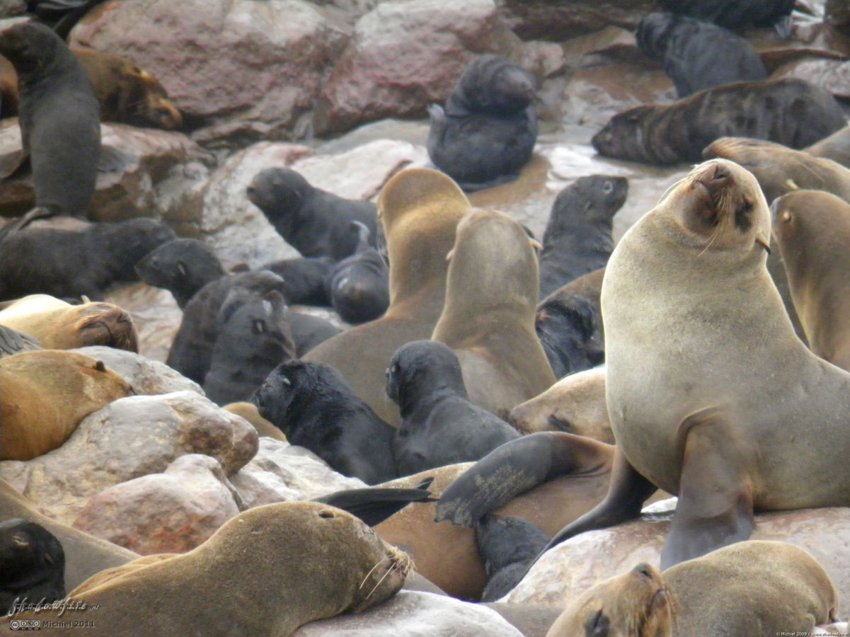 seal, Cape Cross, Skeleton Coast, Namibia, Africa 2011,travel, photography