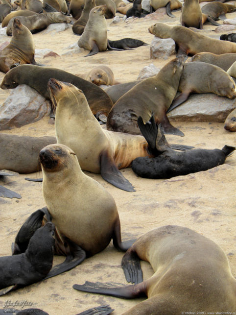 seal, Cape Cross, Skeleton Coast, Namibia, Africa 2011,travel, photography