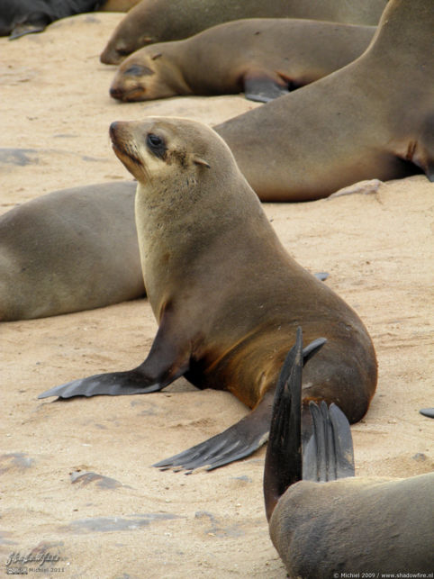 seal, Cape Cross, Skeleton Coast, Namibia, Africa 2011,travel, photography