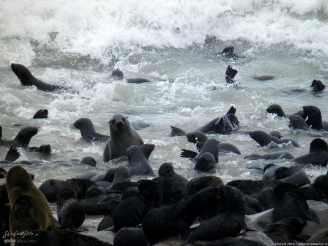 seal, Cape Cross, Skeleton Coast, Namibia, Africa 2011,travel, photography,favorites