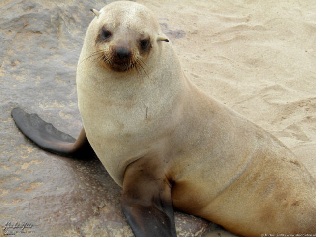 seal, Cape Cross, Skeleton Coast, Namibia, Africa 2011,travel, photography