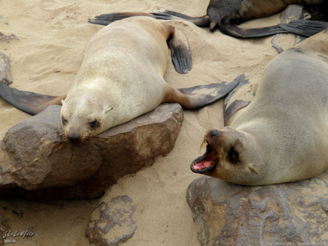 seal, Cape Cross, Skeleton Coast, Namibia, Africa 2011,travel, photography