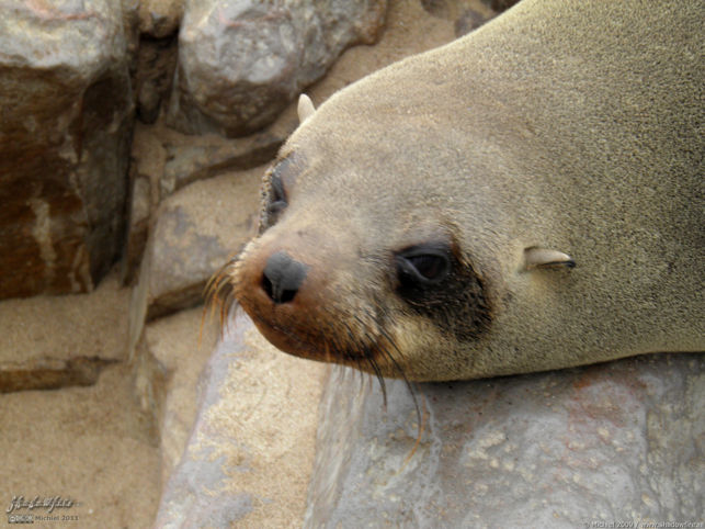 seal, Cape Cross, Skeleton Coast, Namibia, Africa 2011,travel, photography