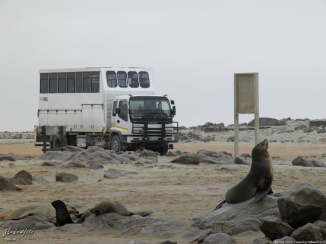 seal, Cape Cross, Skeleton Coast, Namibia, Africa 2011,travel, photography