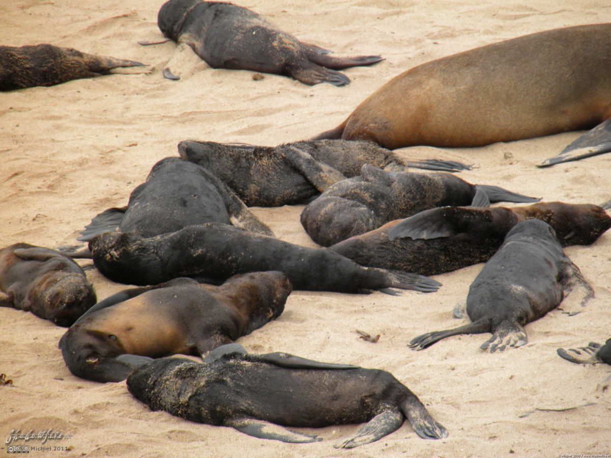 seal, Cape Cross, Skeleton Coast, Namibia, Africa 2011,travel, photography