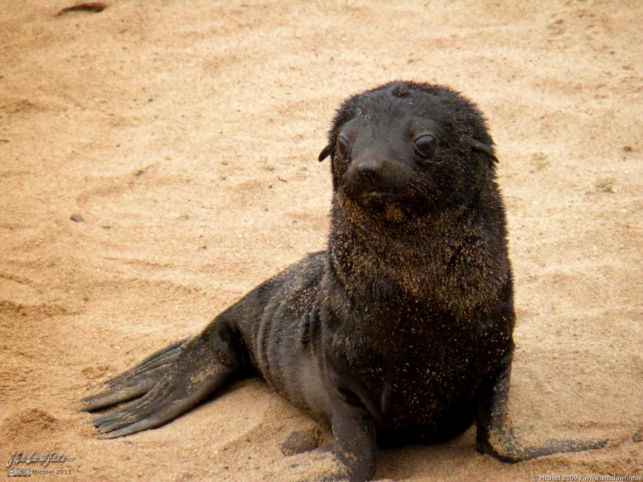 seal, Cape Cross, Skeleton Coast, Namibia, Africa 2011,travel, photography,favorites