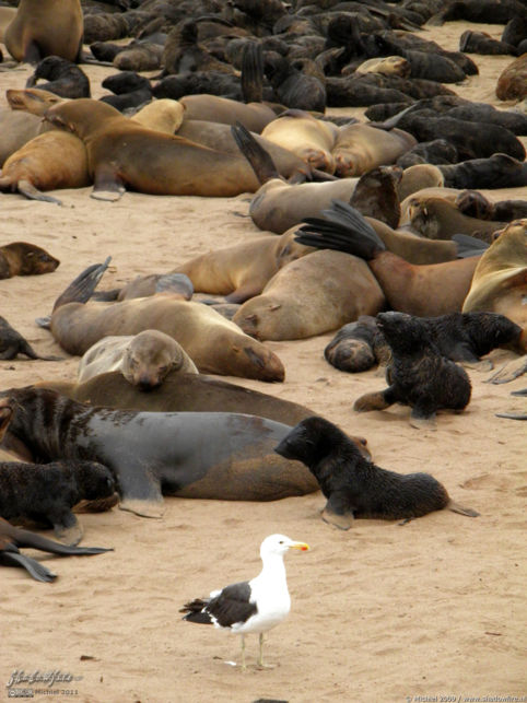 seal, Cape Cross, Skeleton Coast, Namibia, Africa 2011,travel, photography,favorites