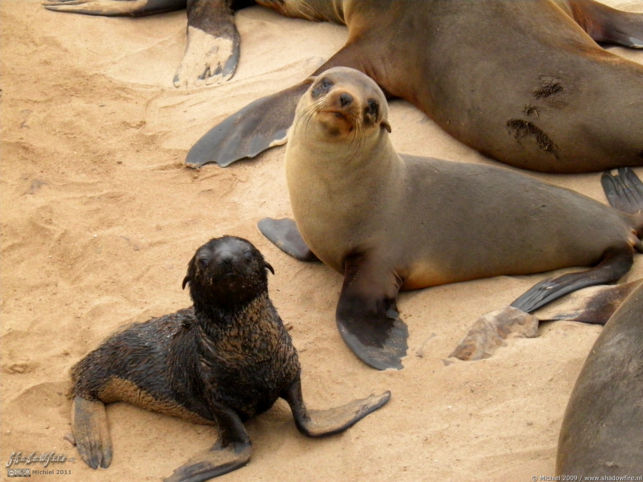 seal, Cape Cross, Skeleton Coast, Namibia, Africa 2011,travel, photography,favorites