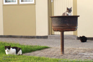 cat, Rest Camp, Swakopmund, Skeleton Coast, Namibia, Africa 2011,travel, photography,favorites